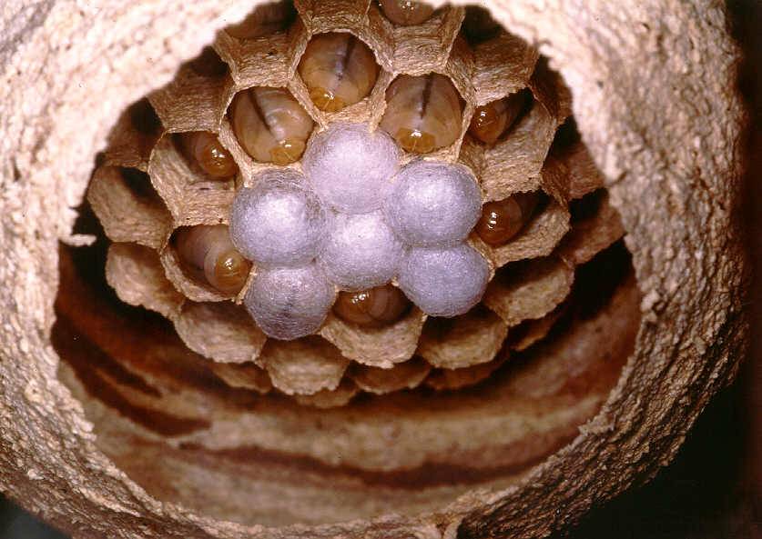 Как устроено гнездо осы и каким образом оно используется в медицине