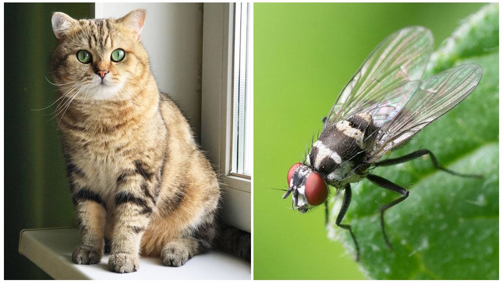 Что делать, если кот или кошка съели муху