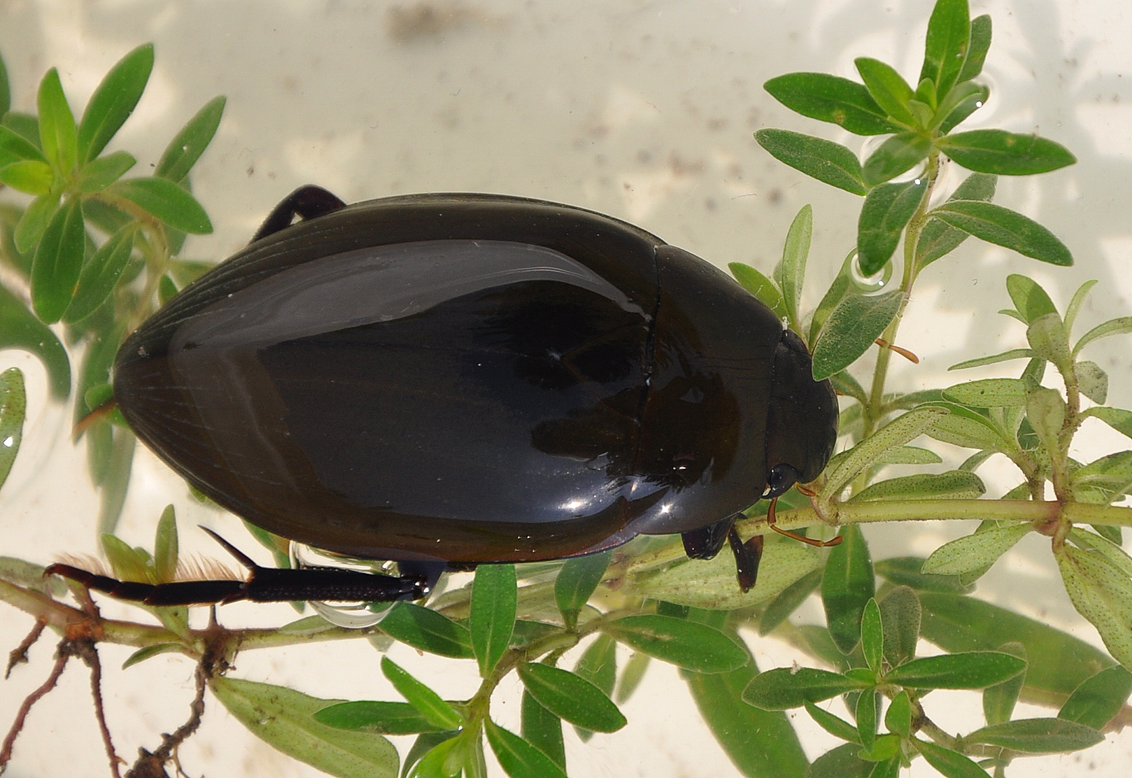 Жук-водолюб | жуки с двойными названиями