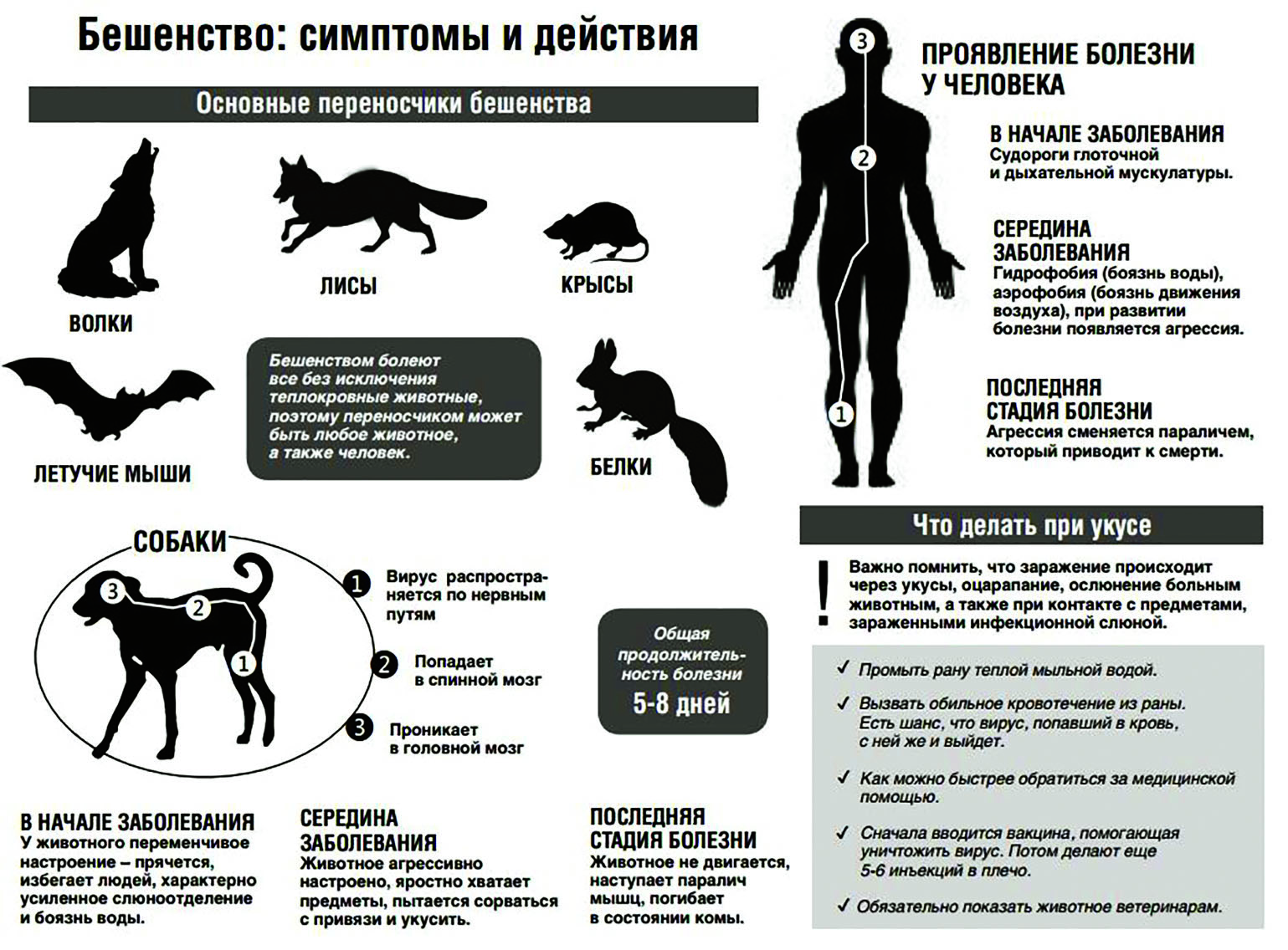 Крысы: в каких случаях они нападают на человека | русская семерка
