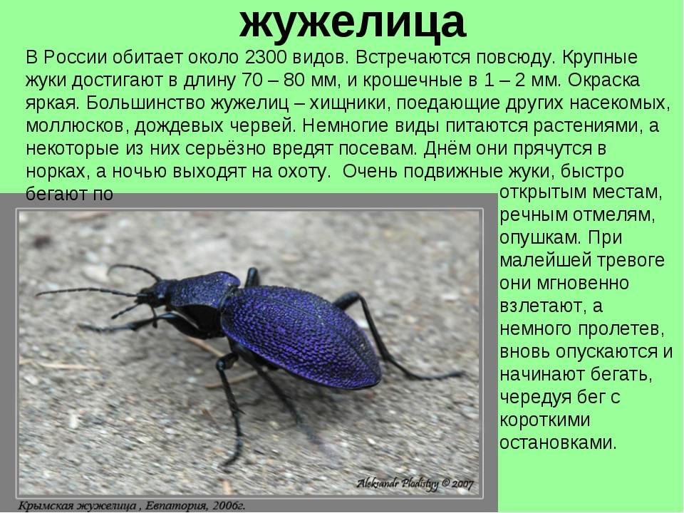 Красная книга насекомых россии фото и описание