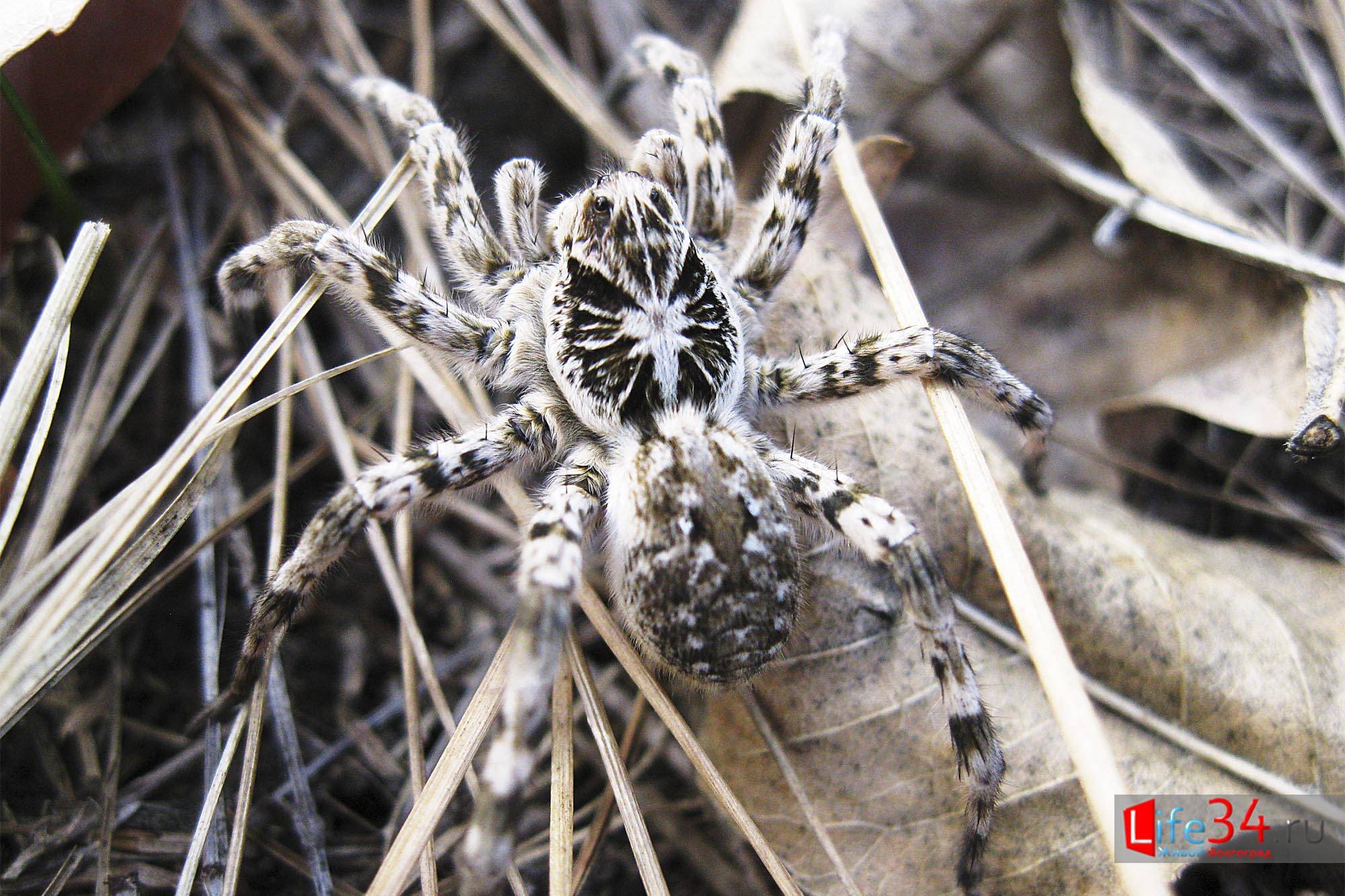 Популярные виды пауков проживающих в краснодарском крае