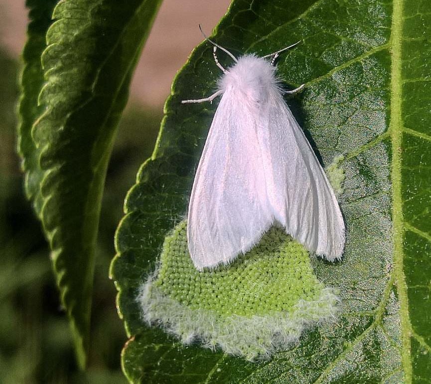 Борьба с белой американской бабочкой: эффективные народные и химические средства