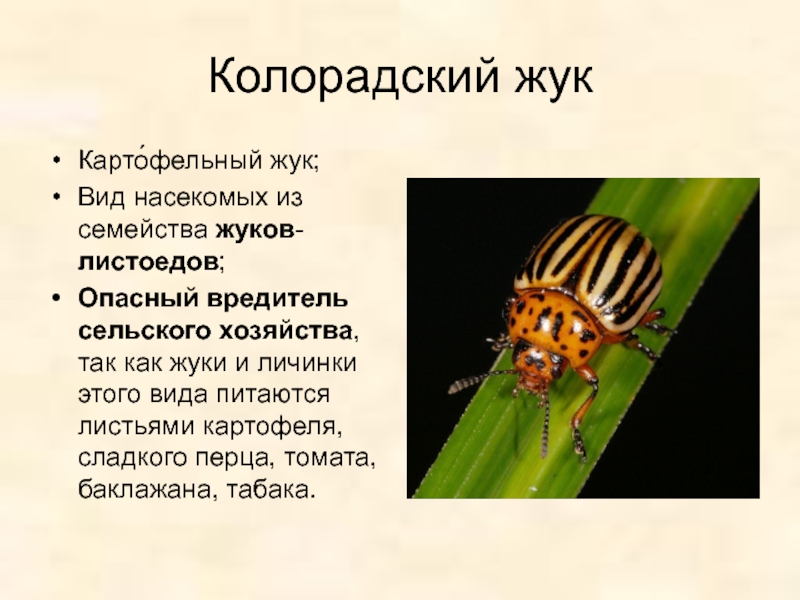 Колорадский жук: фото, среда обитания, развитие и образ жизни
