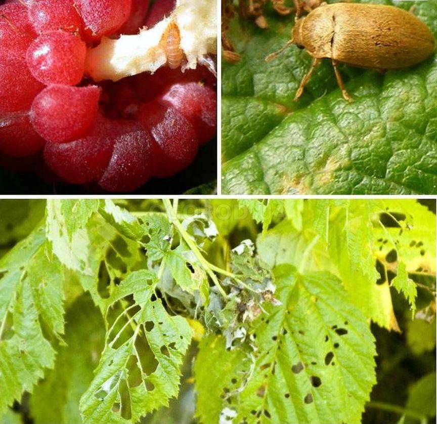 Чем и как бороться с гусеницами на малине