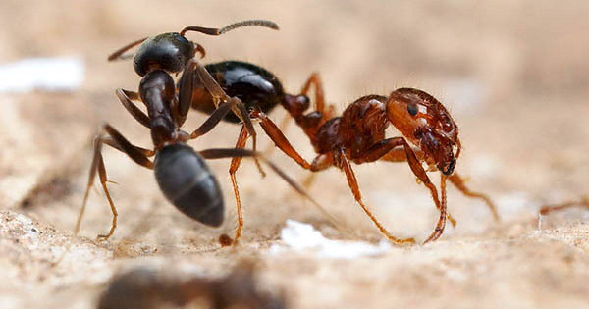 Как живут муравьи амазонки