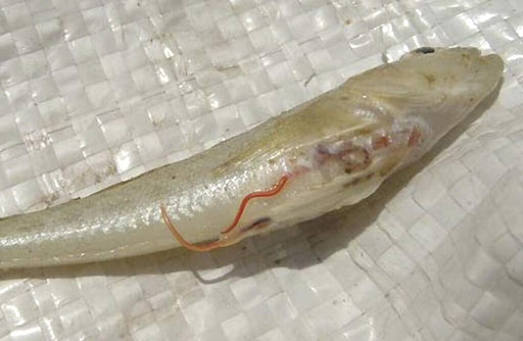 Глисты в рыбе: есть ли, как выглядят (фото), можно ли есть рыбу с глистами