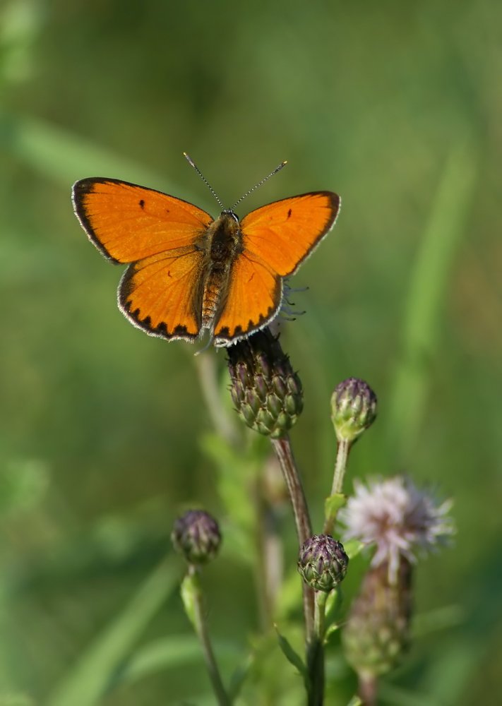 Бабочка зорька – весеннее настроение на лугах и в парках