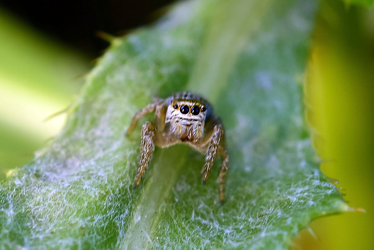 Как охотятся пауки? описание, фото и видео  - «как и почему»