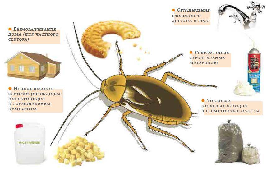Уксус от тараканов: эффективность, действие, профилактика