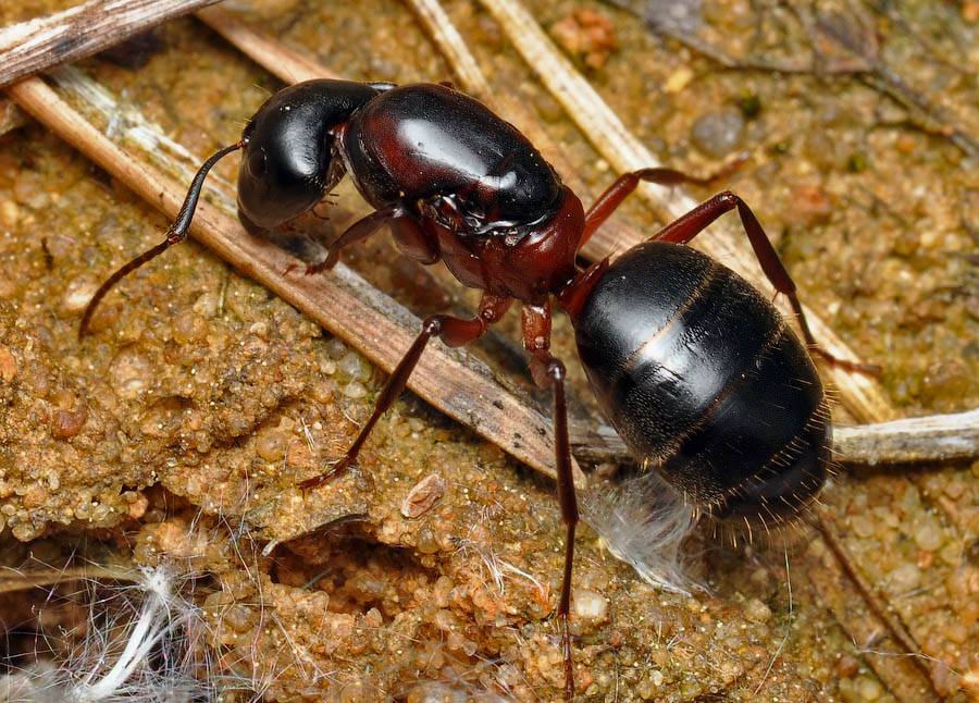 Muravi. Муравей Camponotus Gigas. Кампонотус Гигас матка. Динопонера гигантская. Динопонера гигантская муравей.
