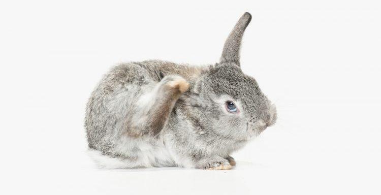 У кроликов блохи: какие средства использовать для лечения, как избавляться от яиц паразитов, народные методы и опасность насекомых