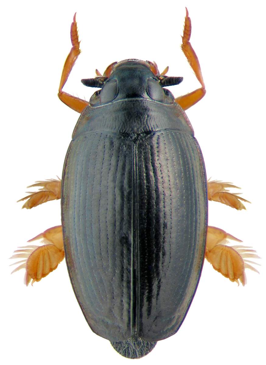 Радужница водная: образ жизни и распространение необычных жуков