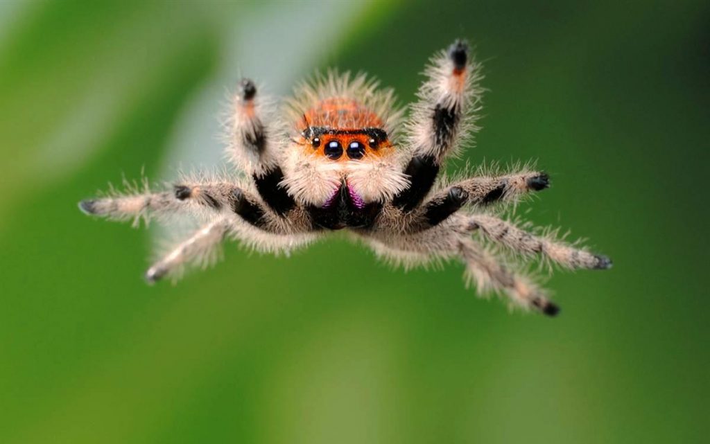 Топ-10 самых маленьких пауков в мире ( описание + фото )