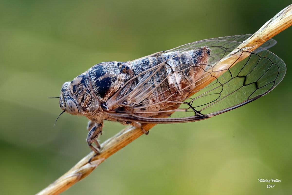 Насекомое цикада: поющий вредитель огородов и полей