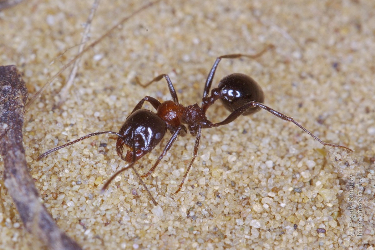 Messor structor (степные муравьи-жнецы):содержание в домашних условиях