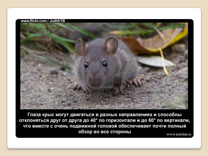 Интересные факты про крыс для детей