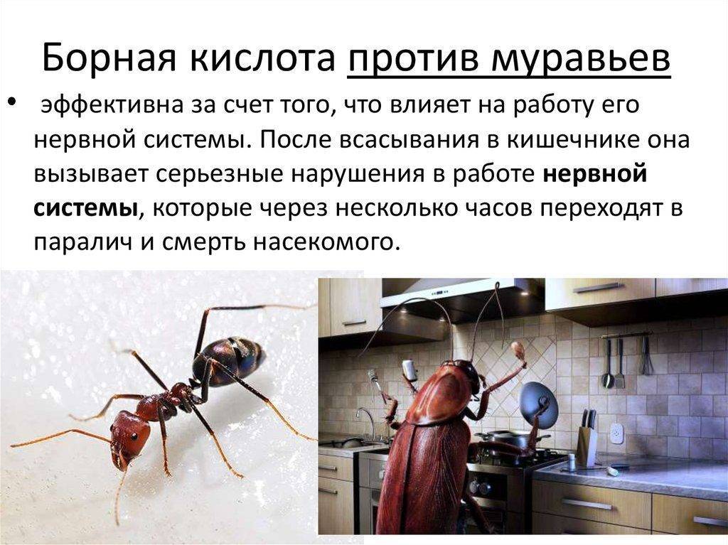 Борная кислота от муравьёв в огороде и дома: как действует, рецепты, меры предосторожности