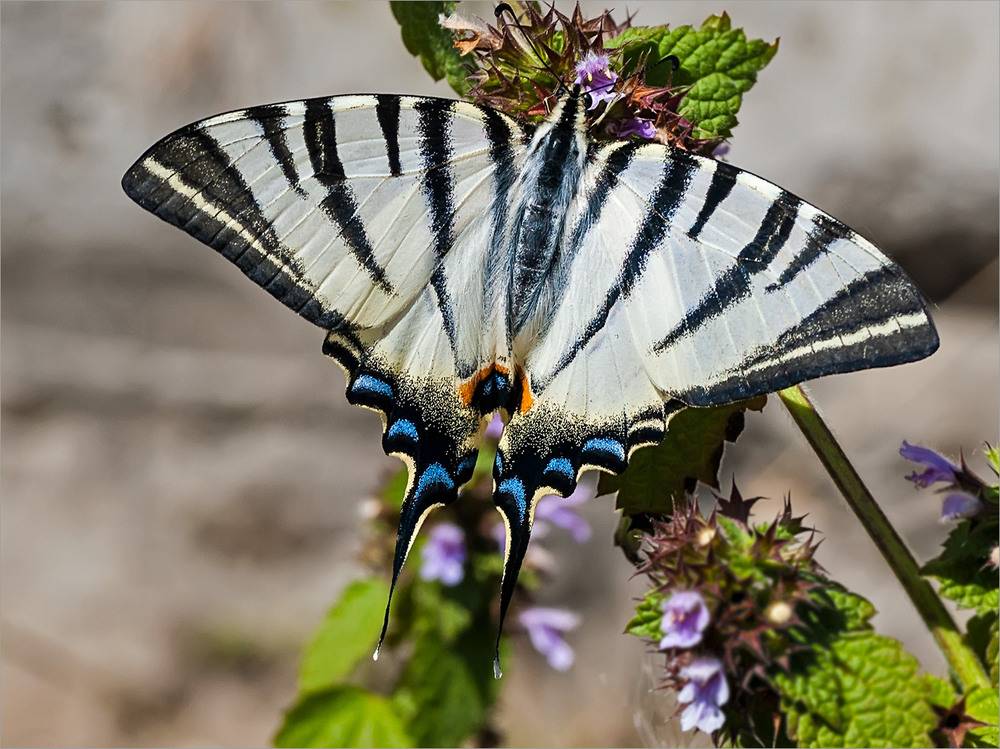 Бабочка аполлон обыкновенный: интересные факты о жизни крупнейшего представителя рода парнассиус