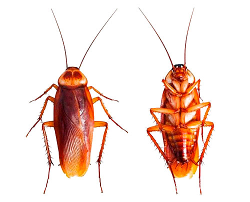 Виды тараканов в квартире — как выглядят