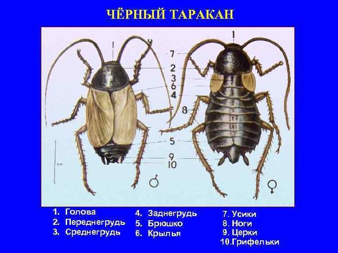 Ротовой аппарат таракана: описание, тип и строение