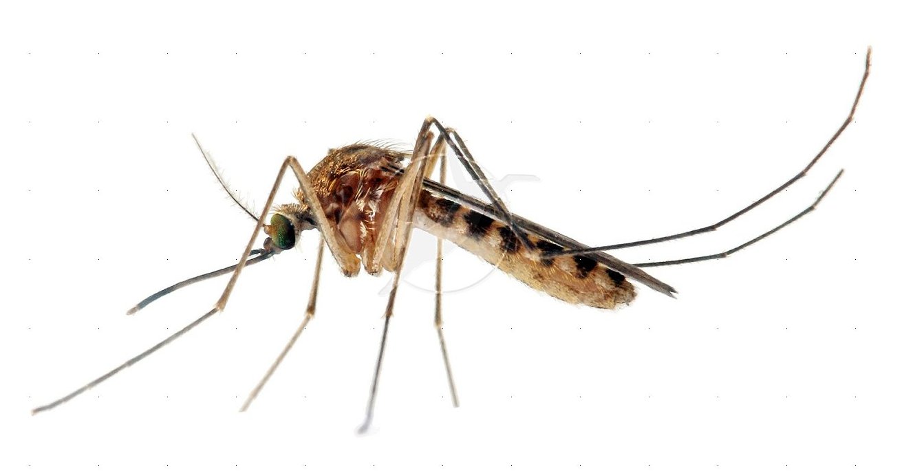 Почему комары кого-то кусают, а кого-то нет - с какой группой крови выбирают