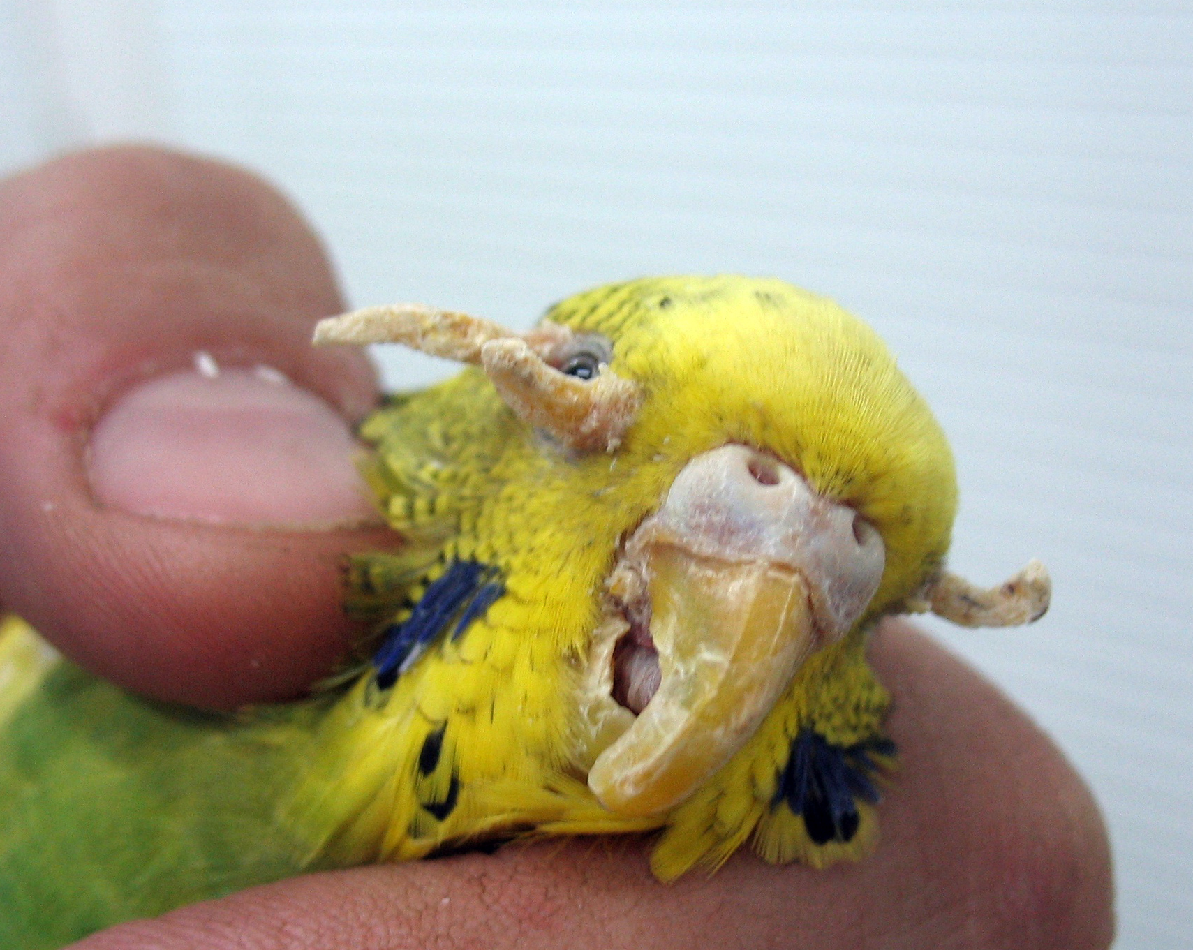 Клещ у попугаев: чесоточный, трахейный, очинный, перьевой - лечение (фото)
