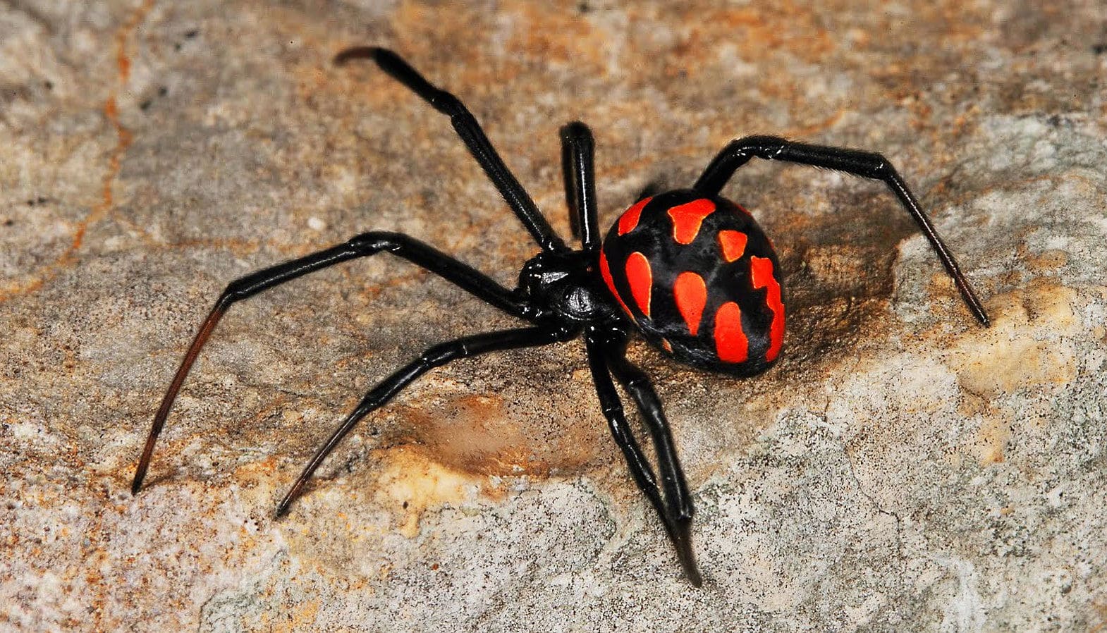 15 самых опасных пауков в мире - zefirka