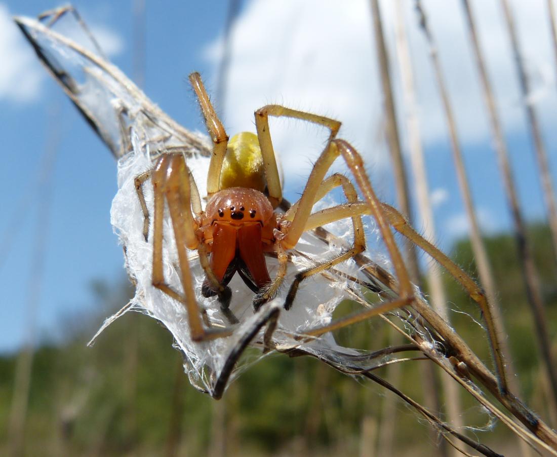 Ядовитые истории из жизни паука сак