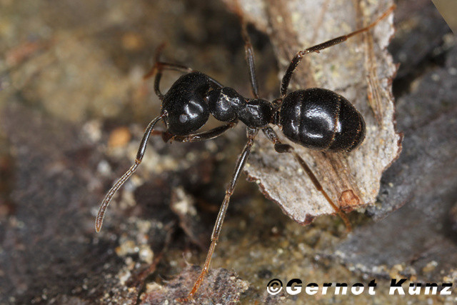 Чёрные муравьи дома и на земельном участке