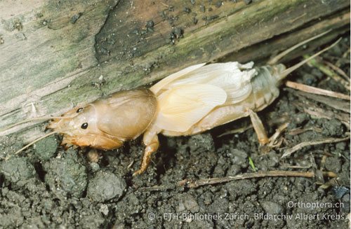 В чем видимые отличия личинок майского жука и медведки