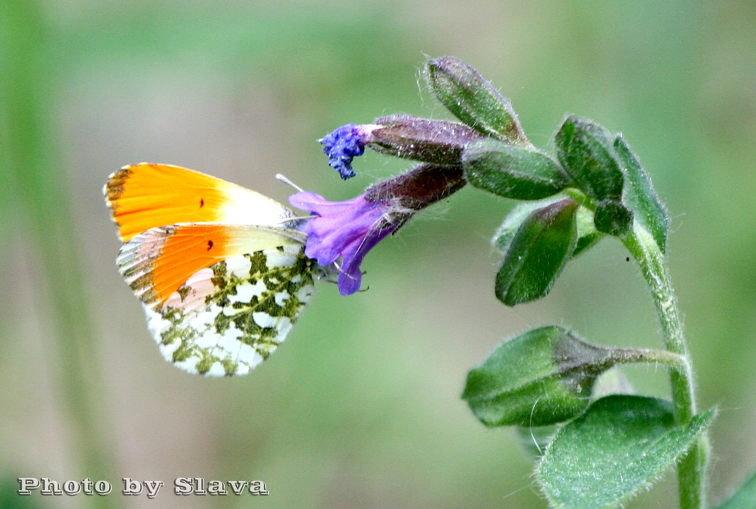 Бабочка зорька — описание, среда обитания, виды