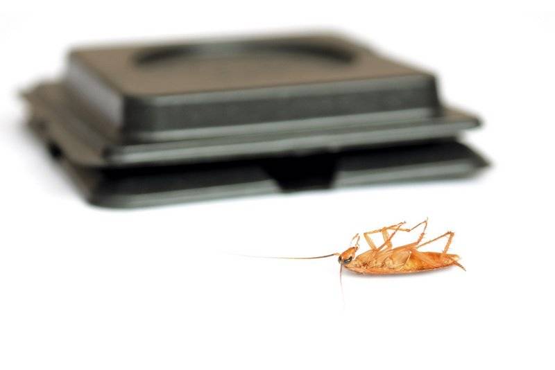Чем травить тараканов в квартире