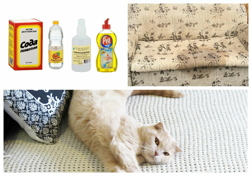 Запах кошачьей мочи: чем можно вывести его с ковра или пола в домашних условиях, как навсегда убрать запах