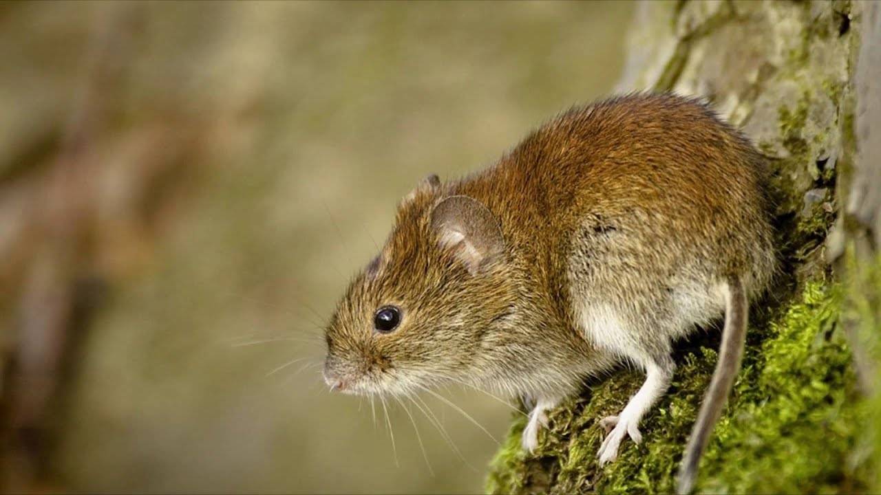 Мышь – описание, виды, где обитает, чем питается, фото