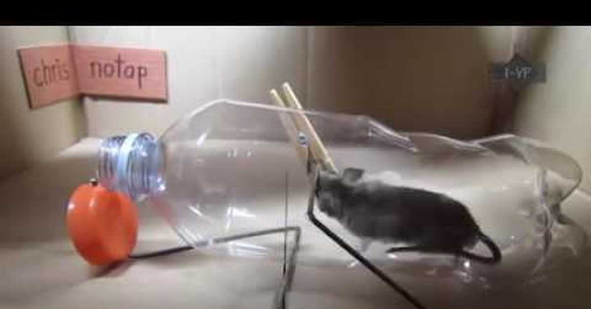 Как поймать мышь в доме и квартире без мышеловки