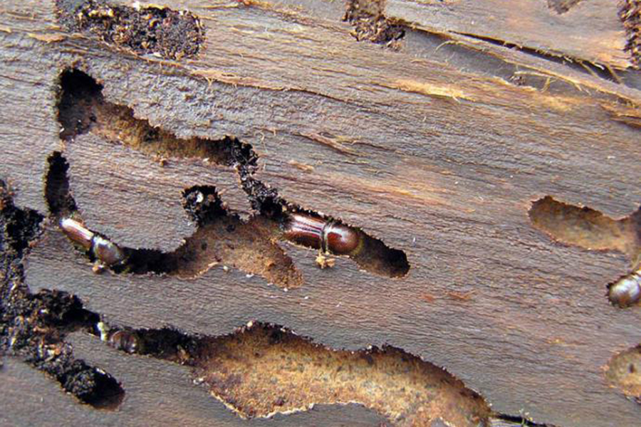 Как защитить дом от жука-древоточца. быстродействующие методы избавления от древоточца