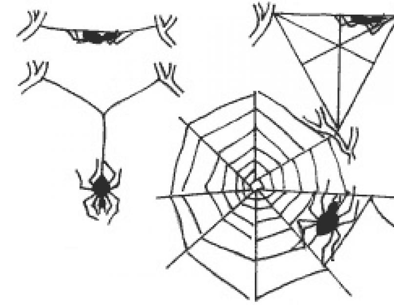 Паутина у паука: строение желез, химический состав, узоры