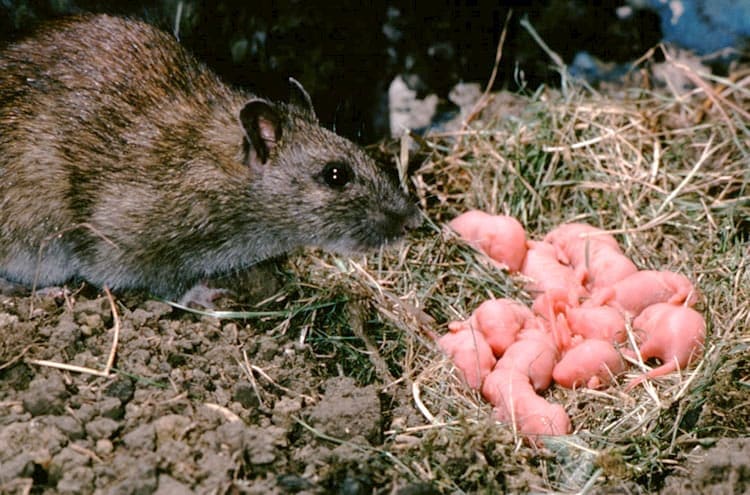 Размножение мышей