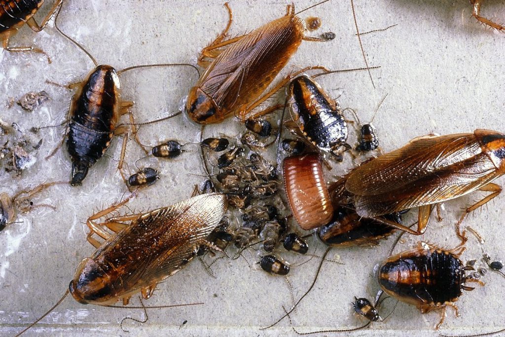 Куда исчезли тараканы из квартир и почему, может ли человек жить в местах их исчезновения?