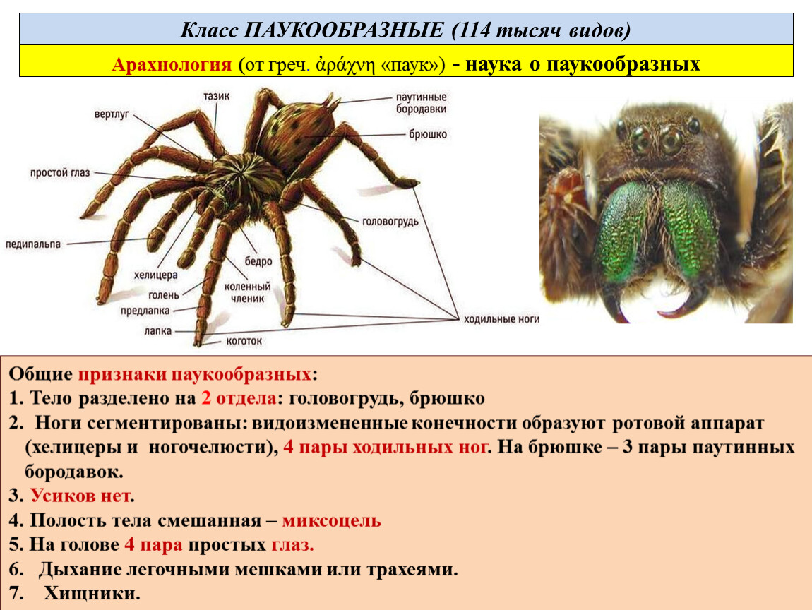 Паукообразные: виды, представители, внешнее и внутреннее строение, размножение, питание, значение