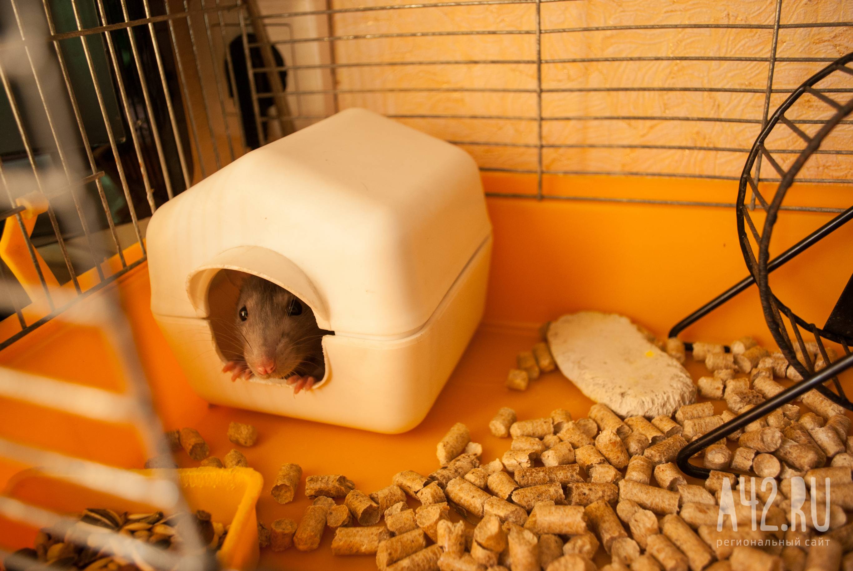 Боязнь мышей и крыс: название фобии, как избавиться