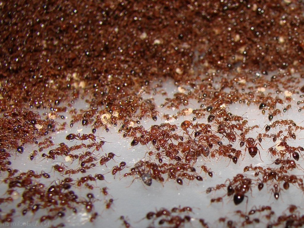 Домашние муравьи – причины появления маленьких незваных гостей