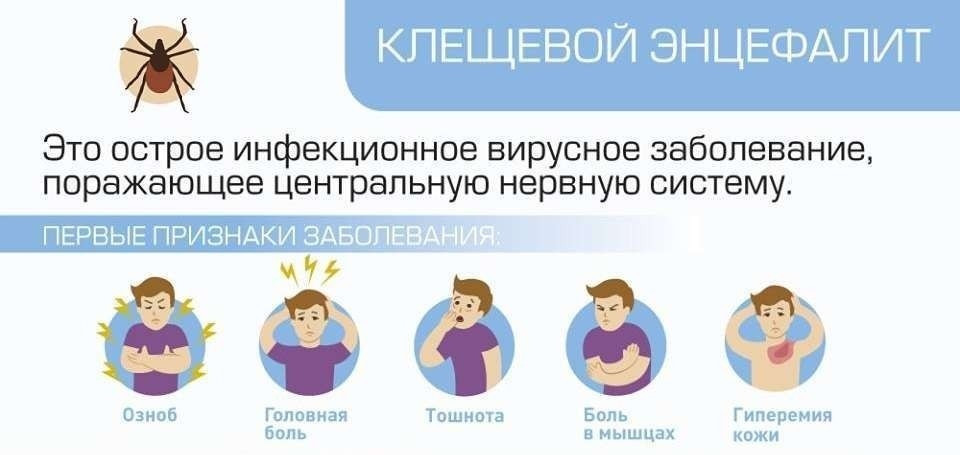 Прививка от клещевого энцефалита: схема вакцинации детям и взрослым