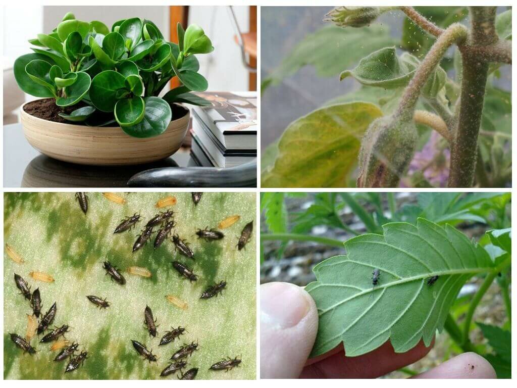Вредители комнатных растений: название основных видов и как выявить паразитов на цветах, а также методы борьбы с мелкими жучками в домашних условиях