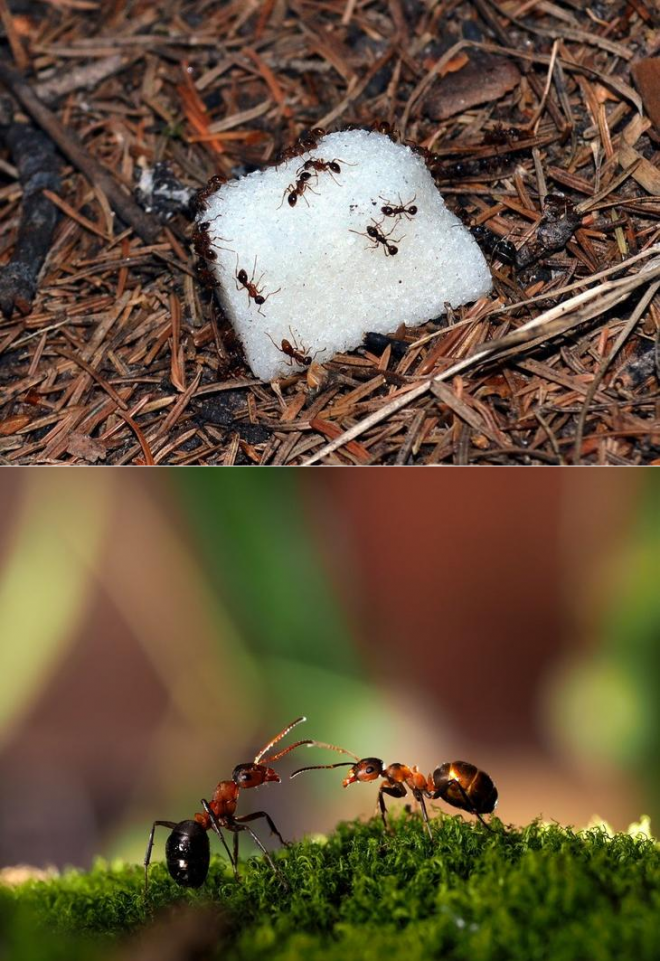 Как избавиться от муравьев в теплице – проверенные средства и методы