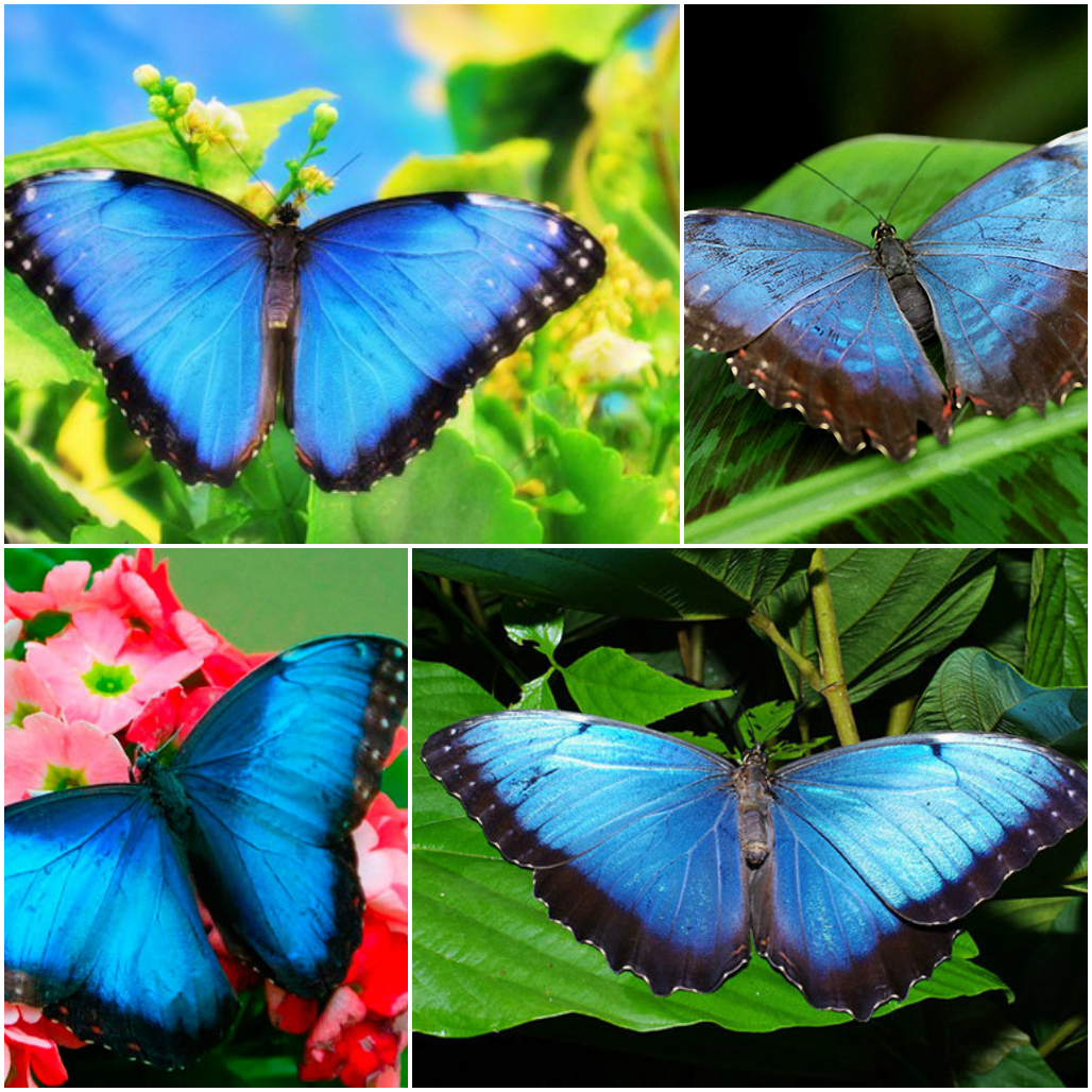 Бабочка - виды и описание бабочек в россии и мире | фото с названиями