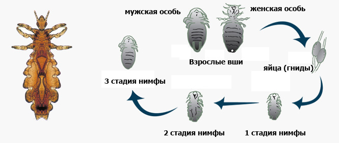 Вши головные: жизненный цикл развития вшей и гнид, стадии роста волосяных паразитов