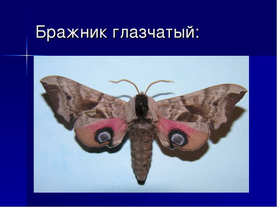 Бабочка бражник (бабочка колибри)