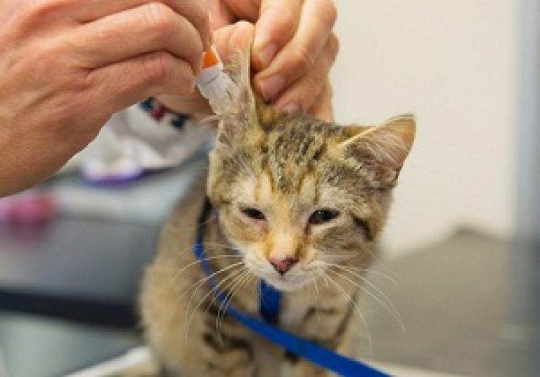 Как очистить от ушного клеща уши кошки: симптомы отодектоза и его лечение в домашних условиях, эффективные препараты